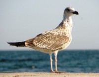 /album/foto-zhivotnyj-mir/g-odessa-i-belgorod-dnestrovskij-522-jpg/